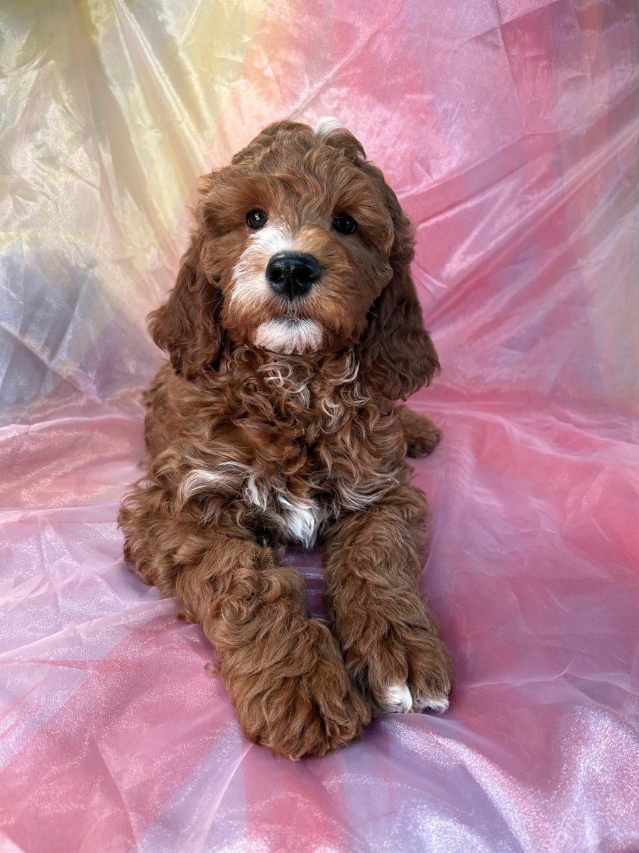Female Mini Goldendoodle Puppy, F1 Dark Red DOB 2-2-2023 $1200